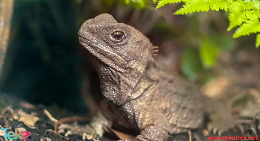 Tuatara