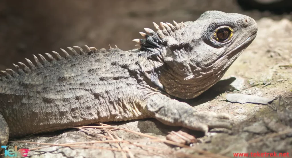 Tuatara