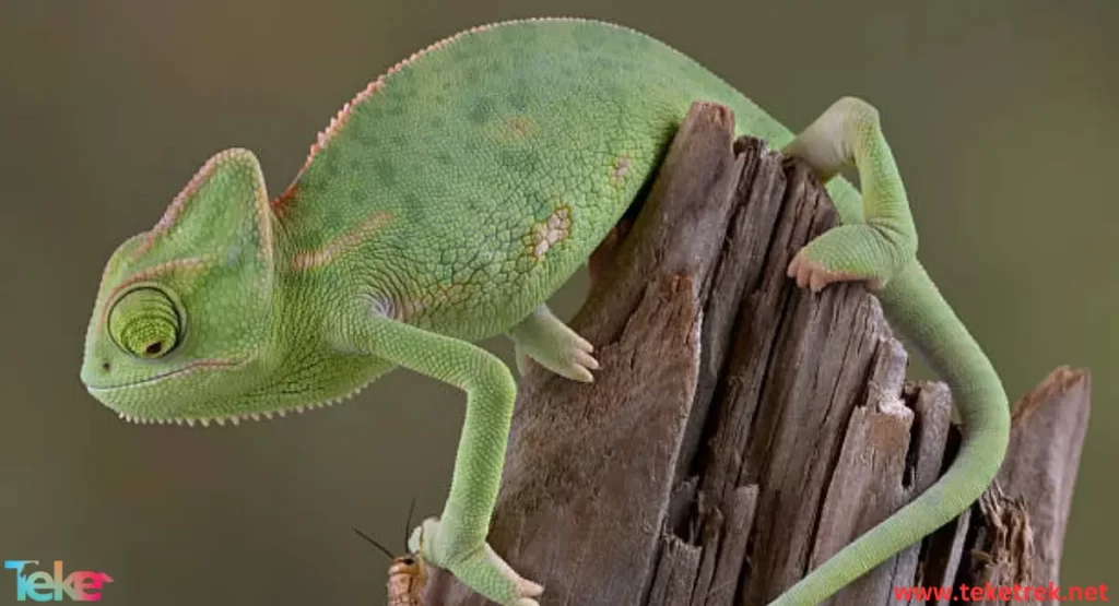 Veiled chameleon