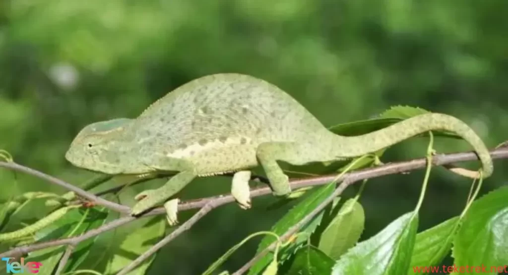 Veiled chameleon
