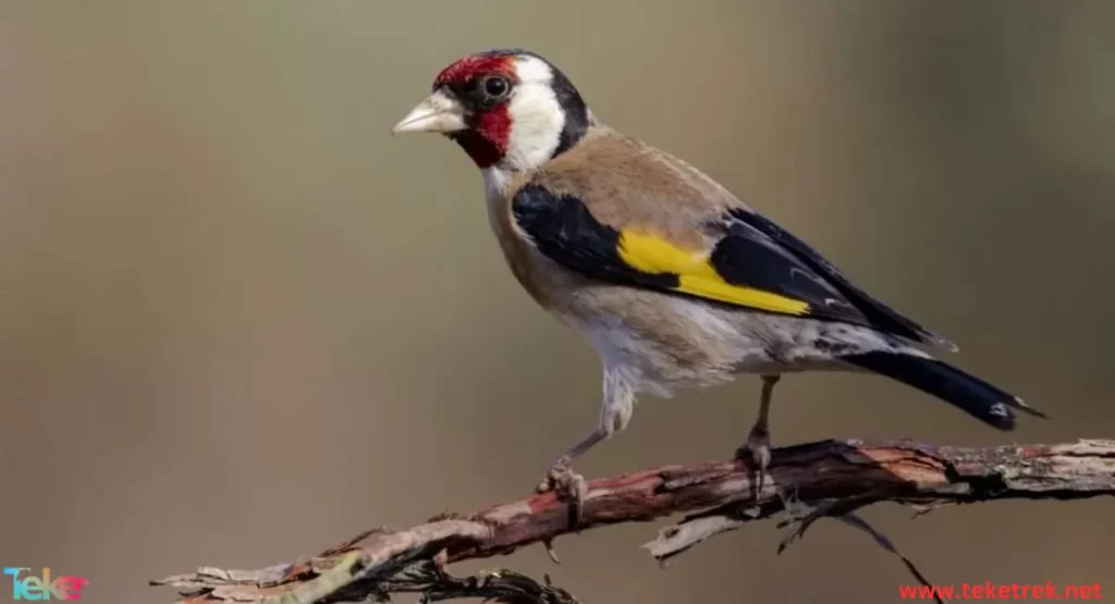 goldfinch