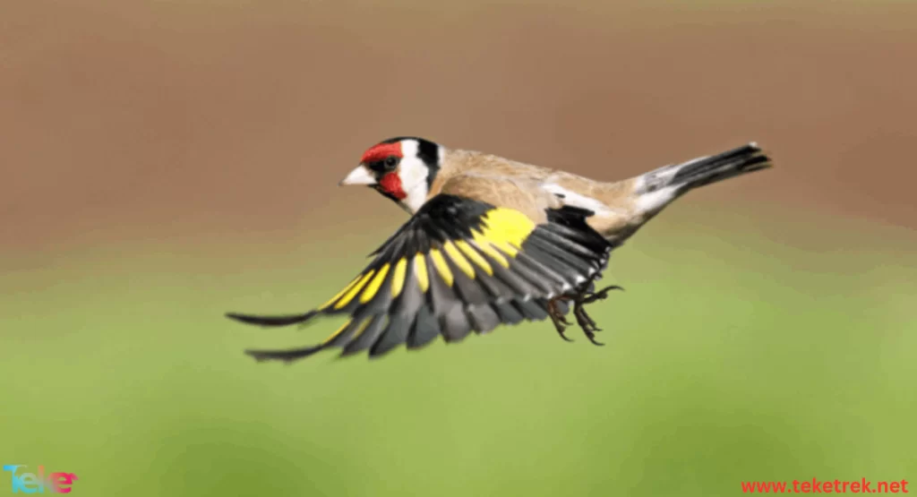 goldfinch