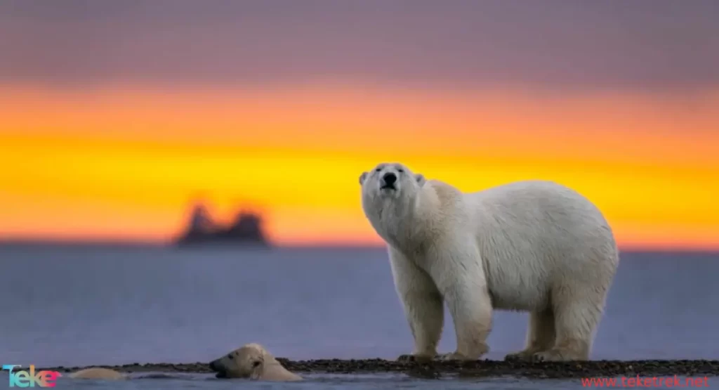 polar bear