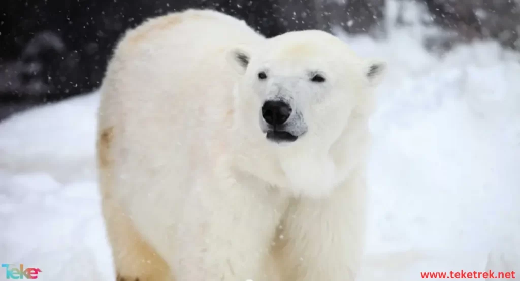 polar bear