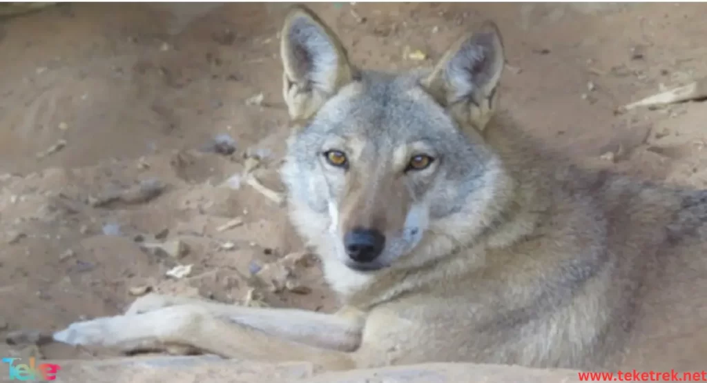 Serious information about the Arabian wolf - Teke Trek