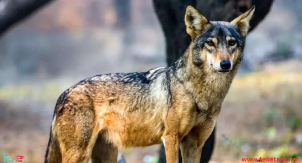 indian wolf