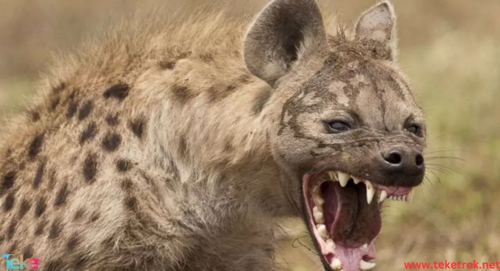 spotted hyena