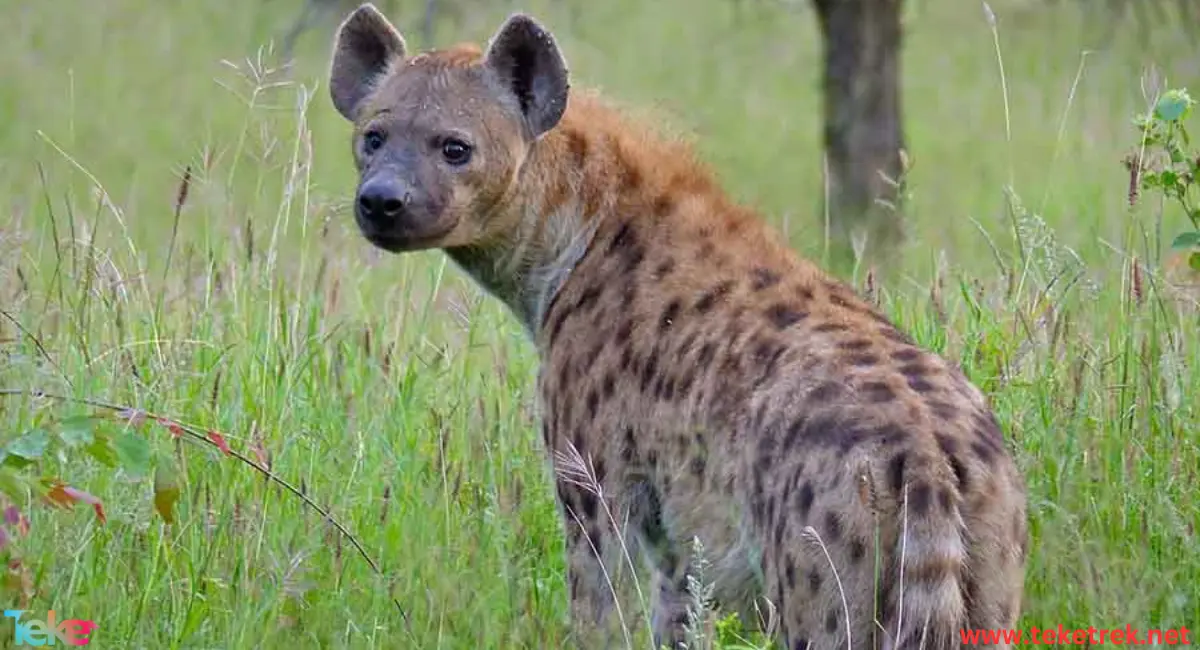 spotted hyena