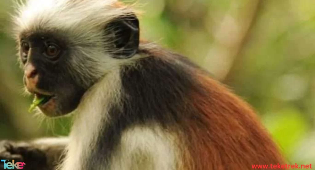 zanzibar red monkey