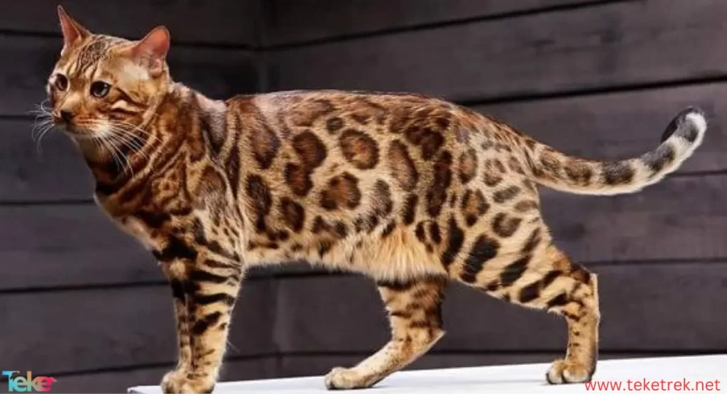 The 10 most expensive cats in the world