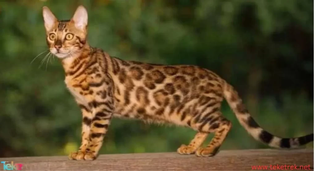 Bengal cat