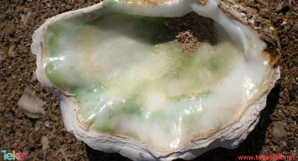 Oyster