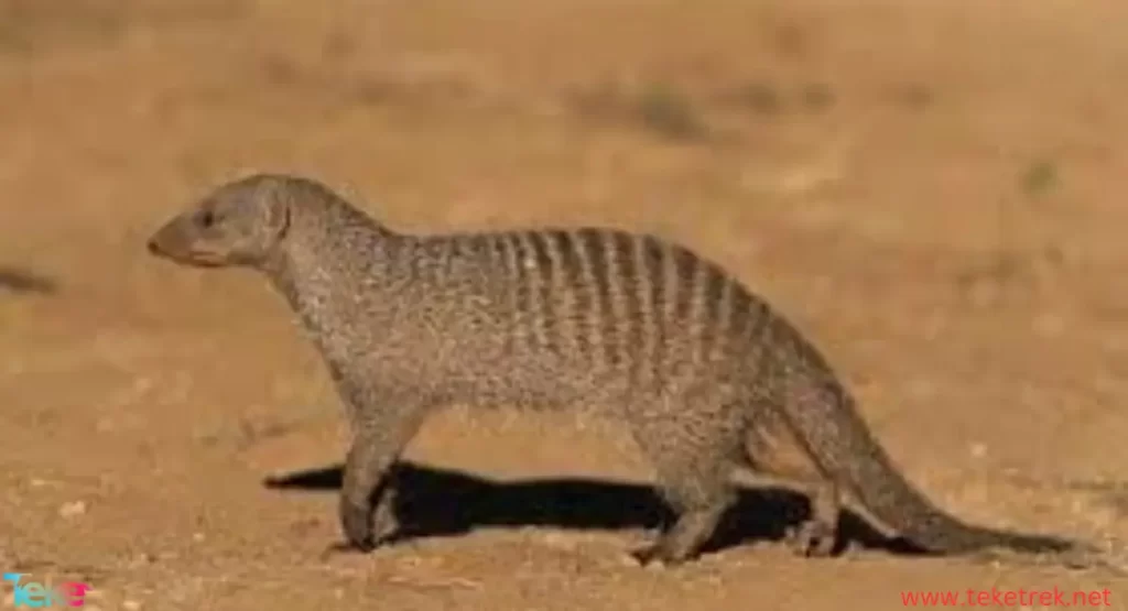 mongoose