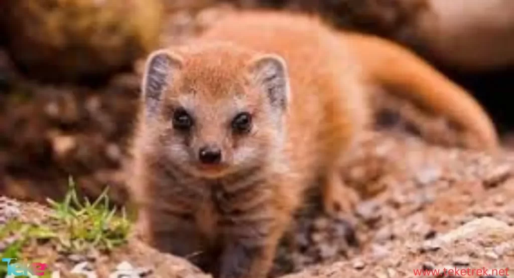 mongoose