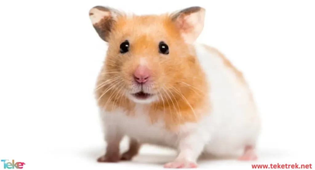 Hamster