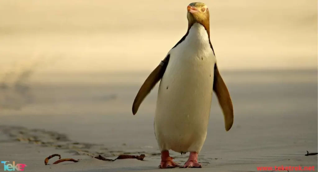 yellow eyed penguin