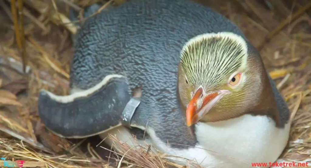 yellow eyed penguin