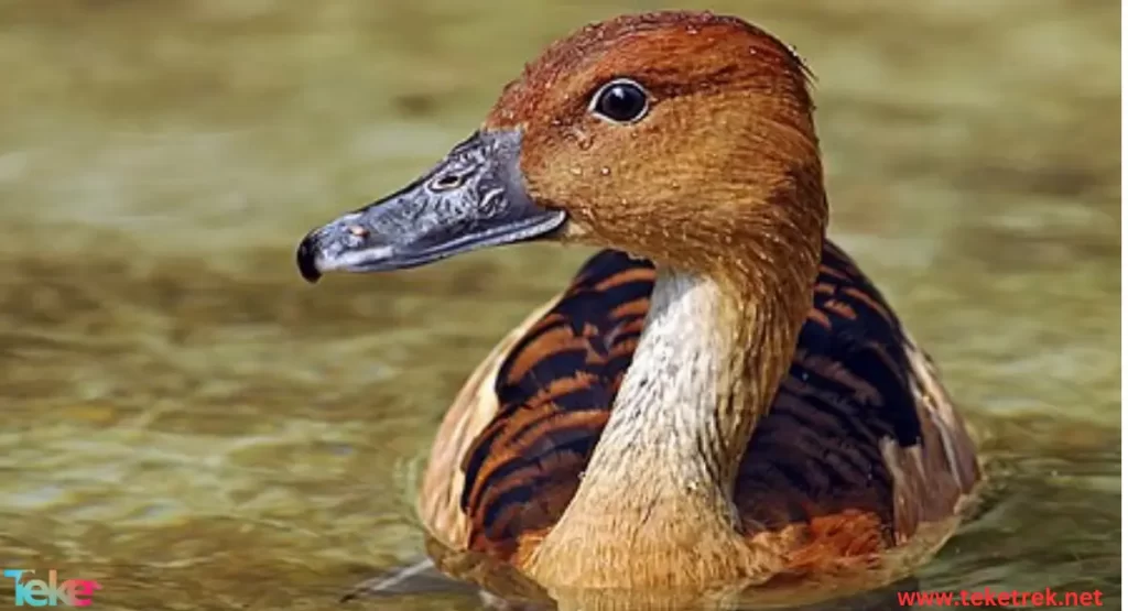 Fulvous whistling duck