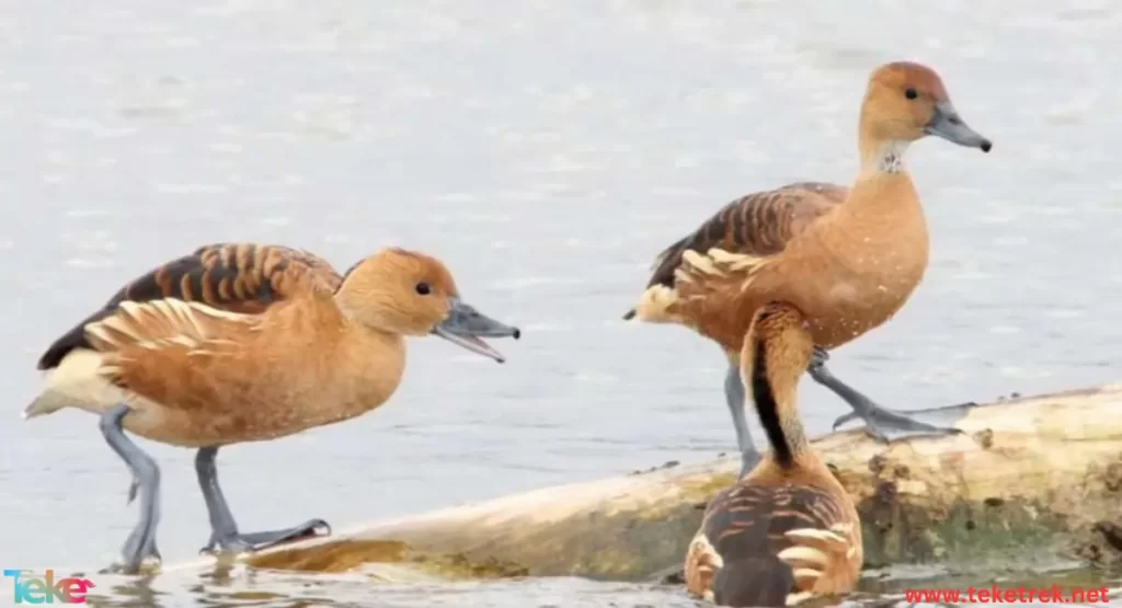 Fulvous whistling duck