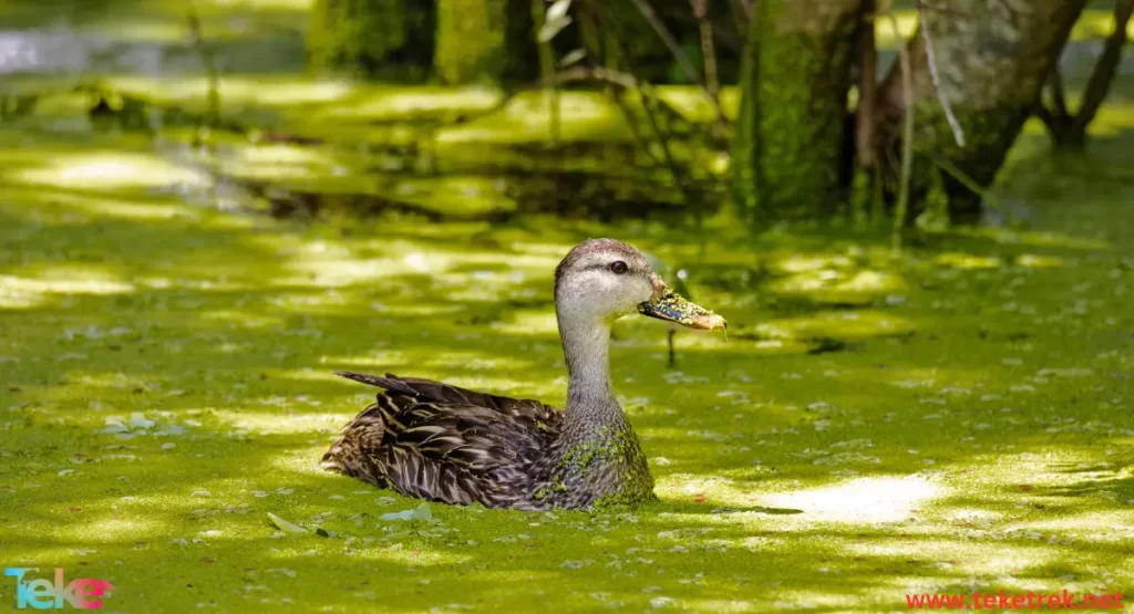 Cayuga duck