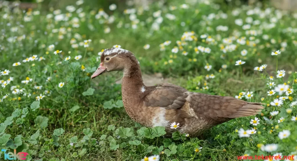 Cayuga duck