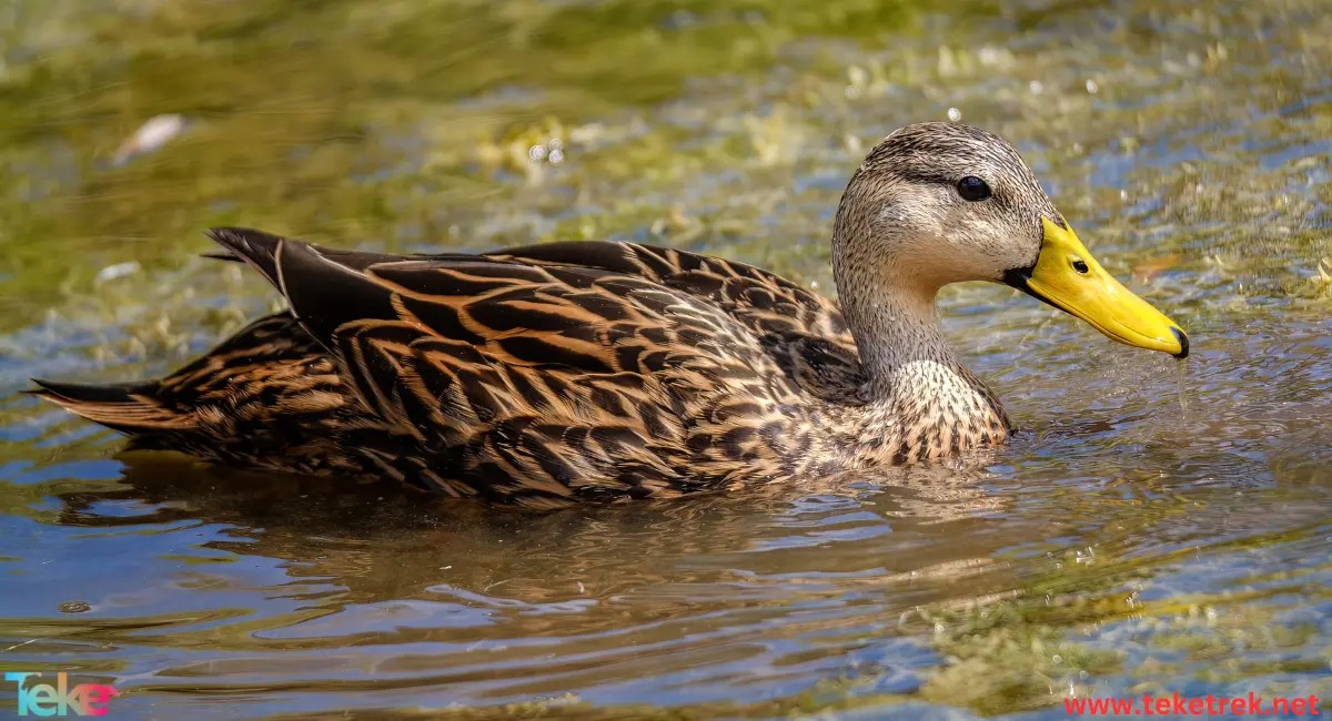 Cayuga duck