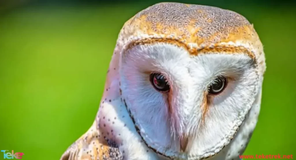 barn owl