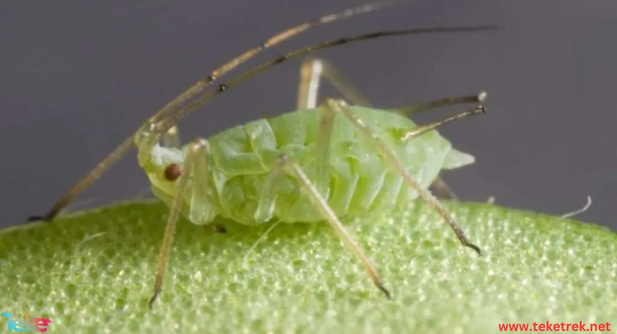 aphid