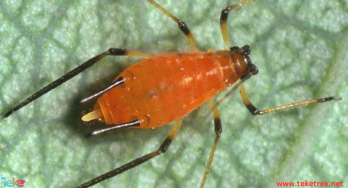 aphid