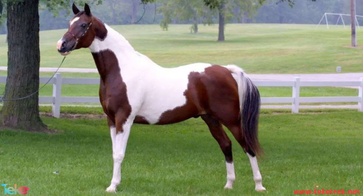 american saddle horse