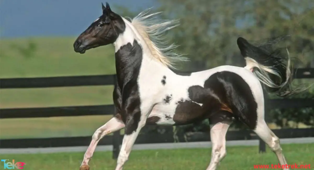 american saddle horse