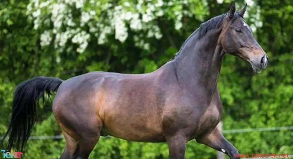 Hanover horse