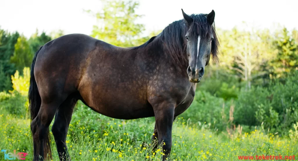 Hanover horse