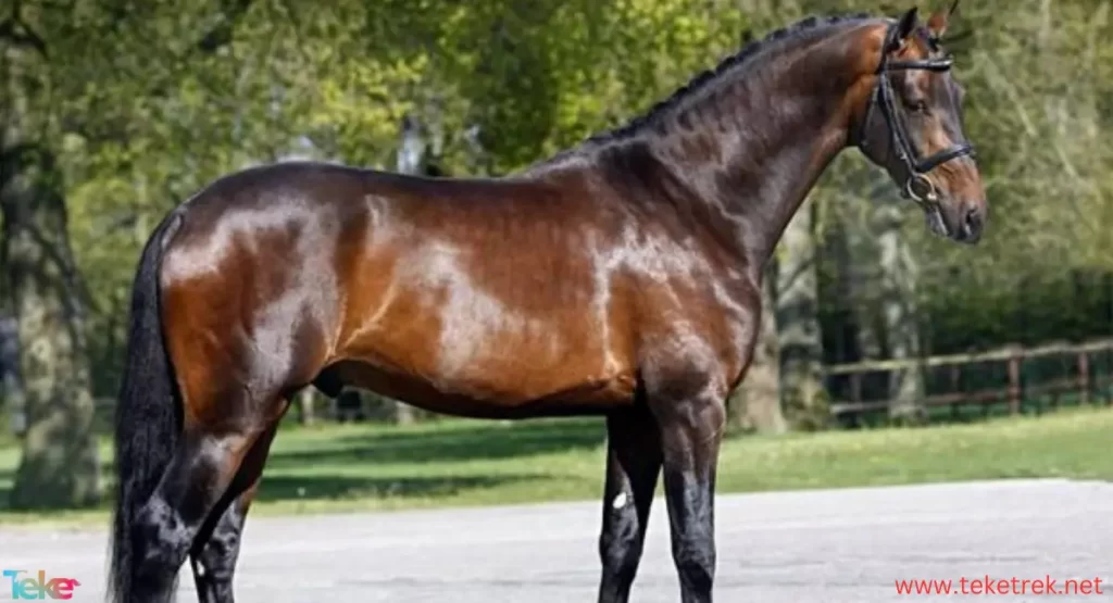 Hanover horse