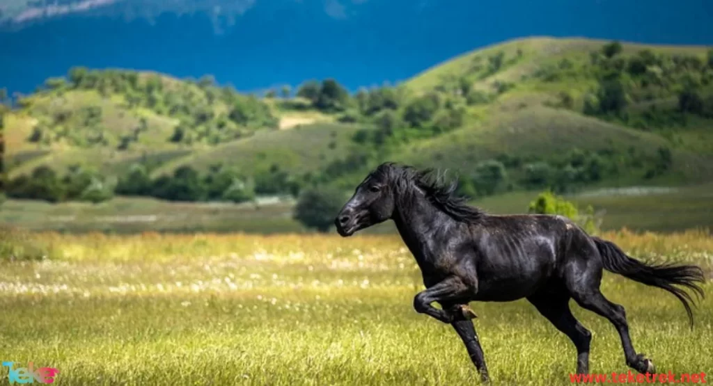 Holstein horse