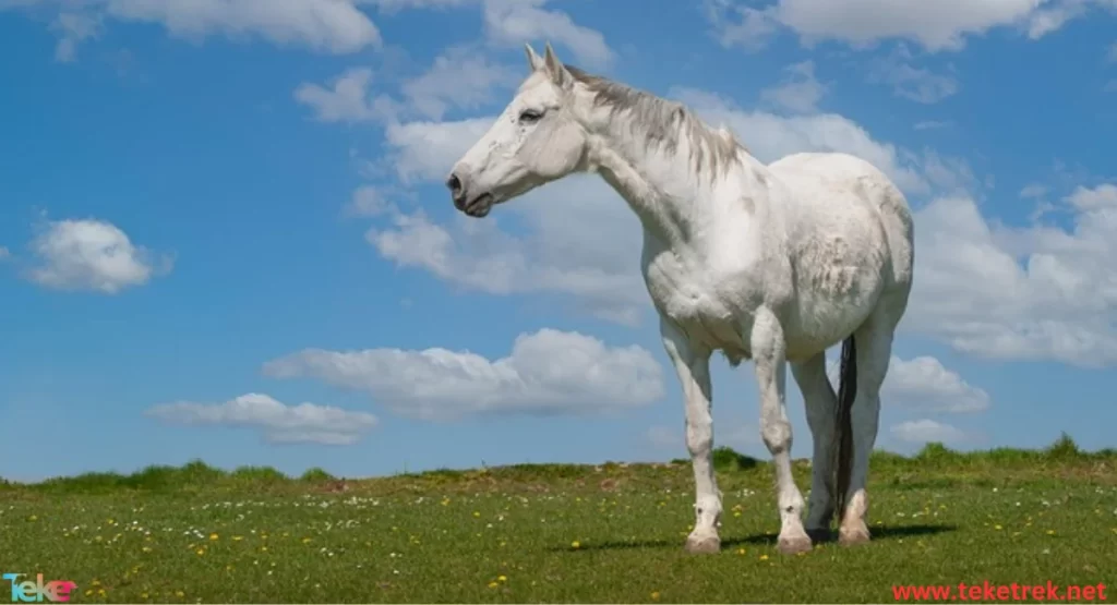 Holstein horse