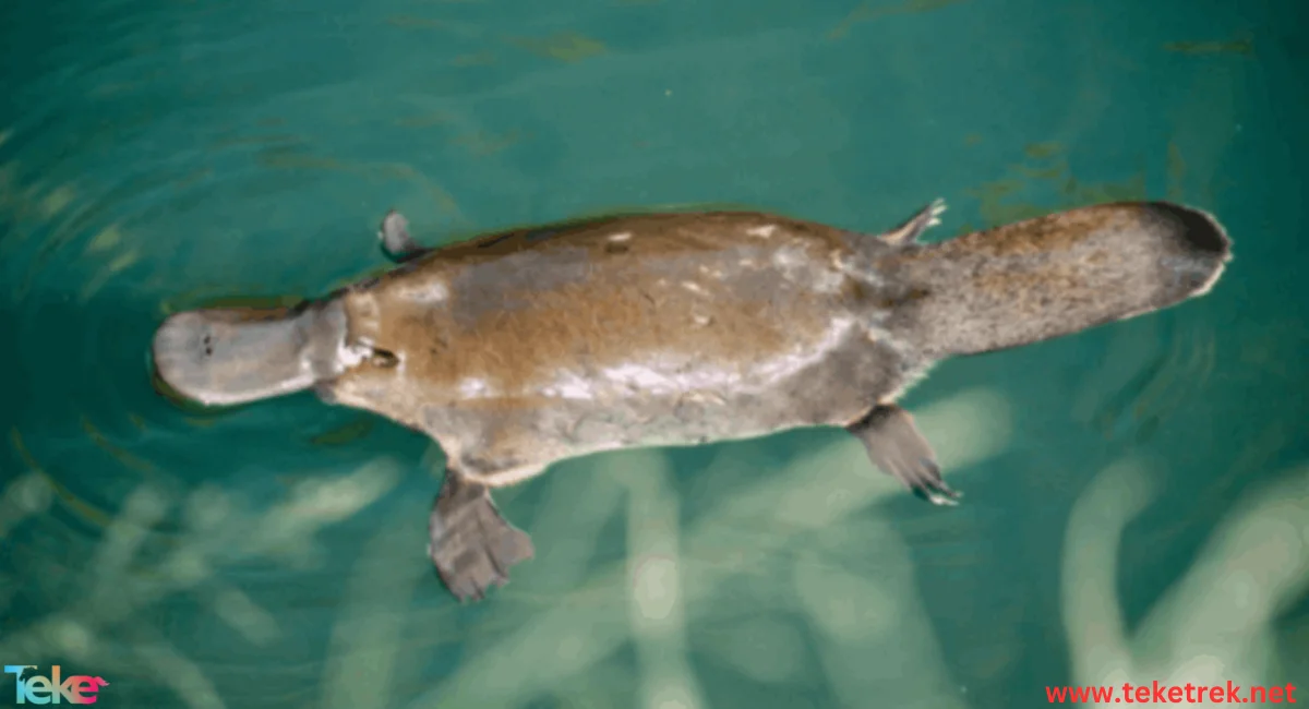 platypus