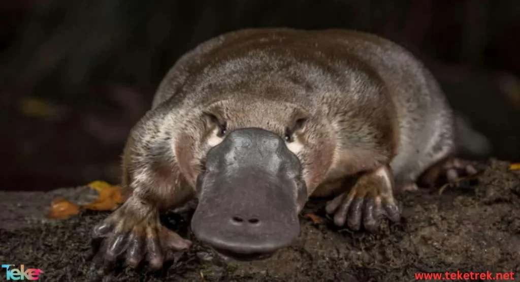 platypus