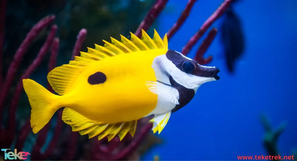 Rabbitfishes