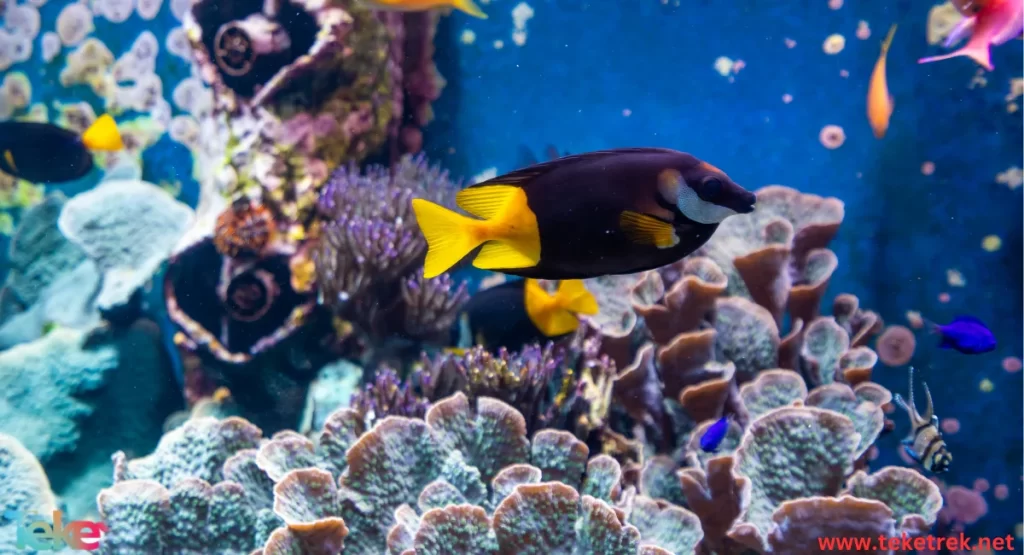 Rabbitfishes