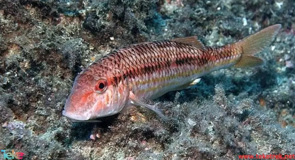 Striped red mullet