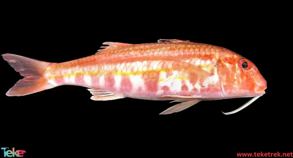 Striped red mullet