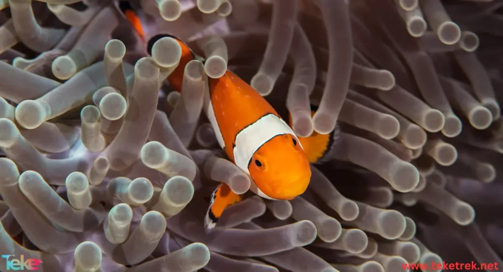 Clownfish