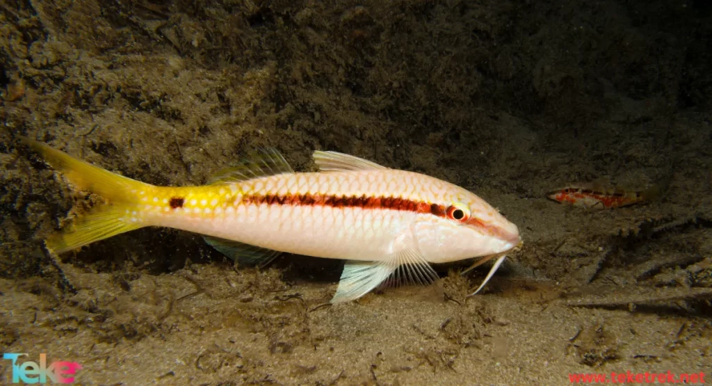 Striped red mullet