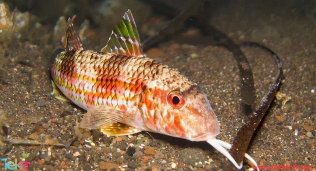 Striped red mullet