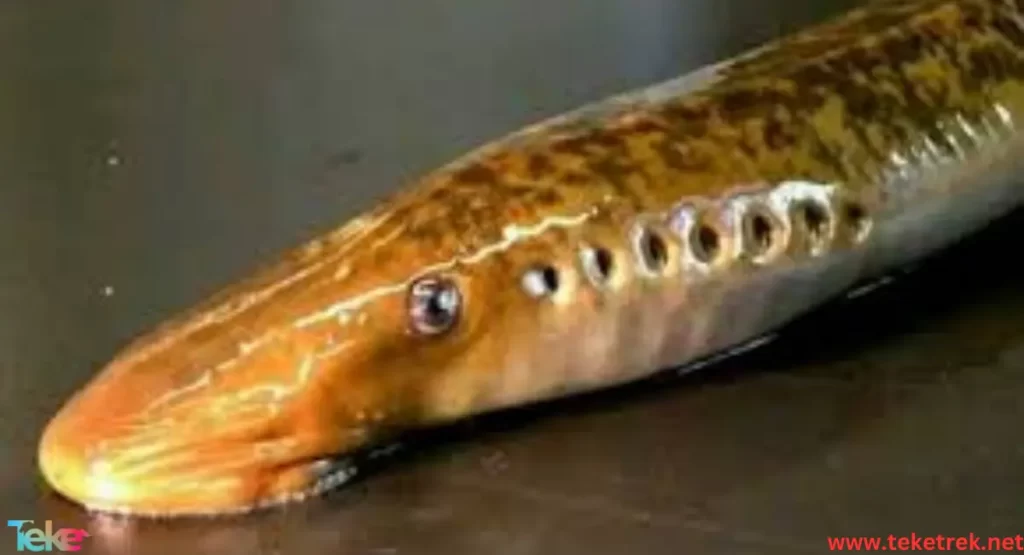 Lamprey fish