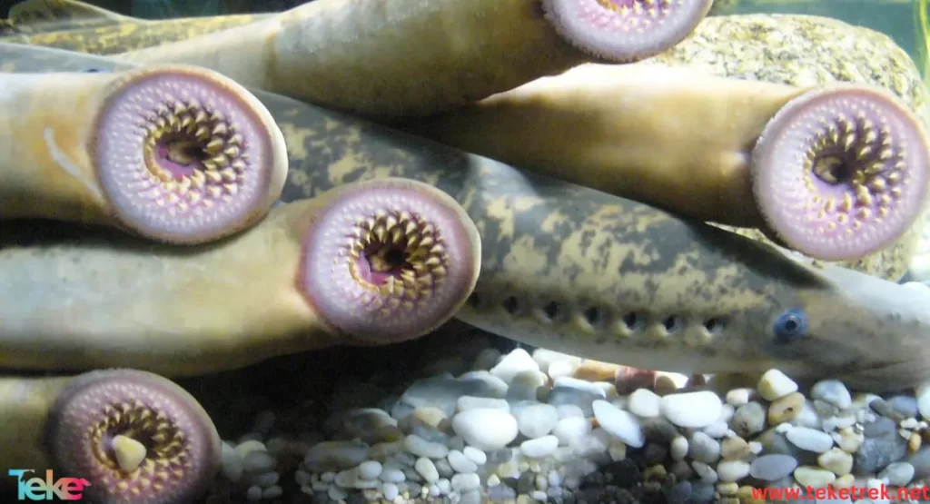 Lamprey fish