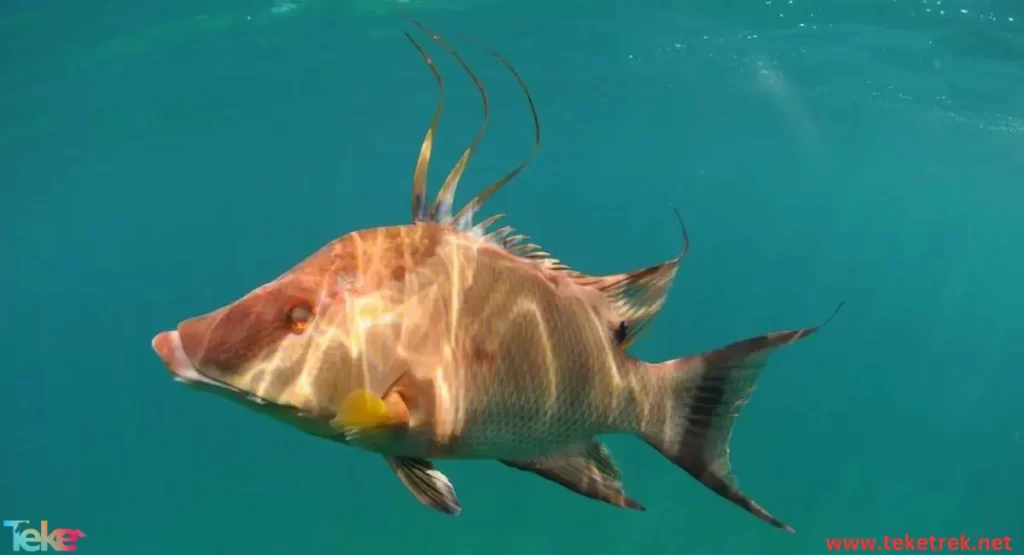 pigfish