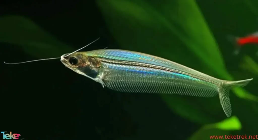 Glass Catfish