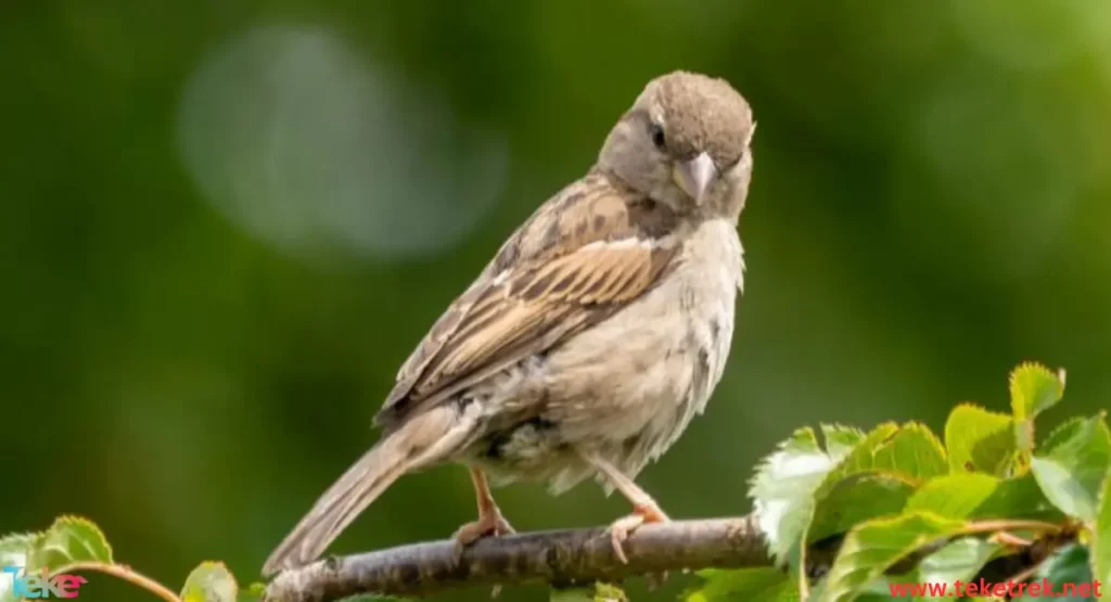 sparrow bird